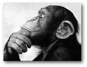 Monkey Critically Thinking