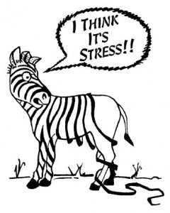 Zebra Stripes Stress